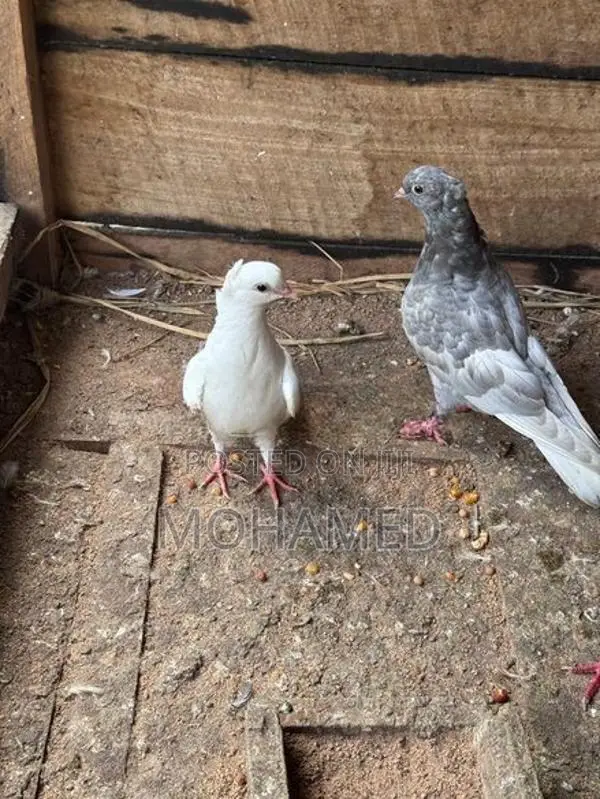 Pigeons