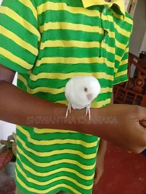 Love Birds