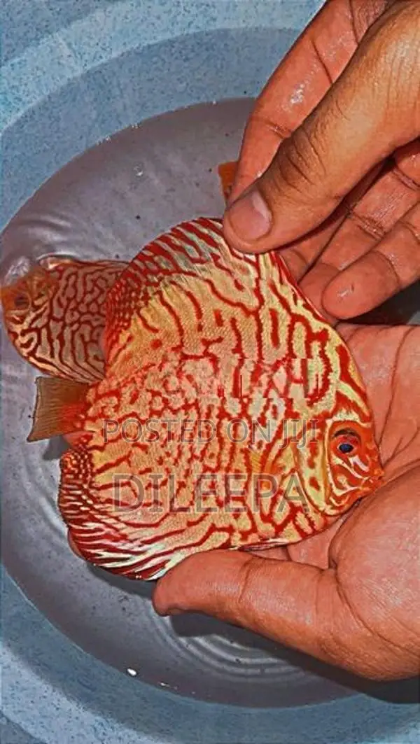 Discus Fish