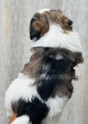 Shih Tzu Puppies