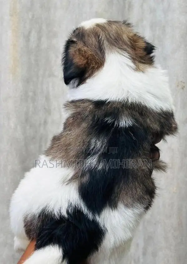 Shih Tzu Puppies