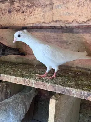 Pigeons