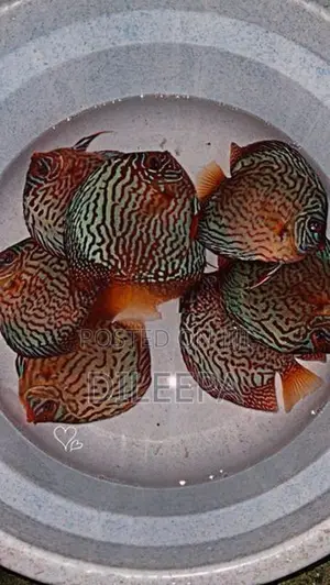 Discus Fish