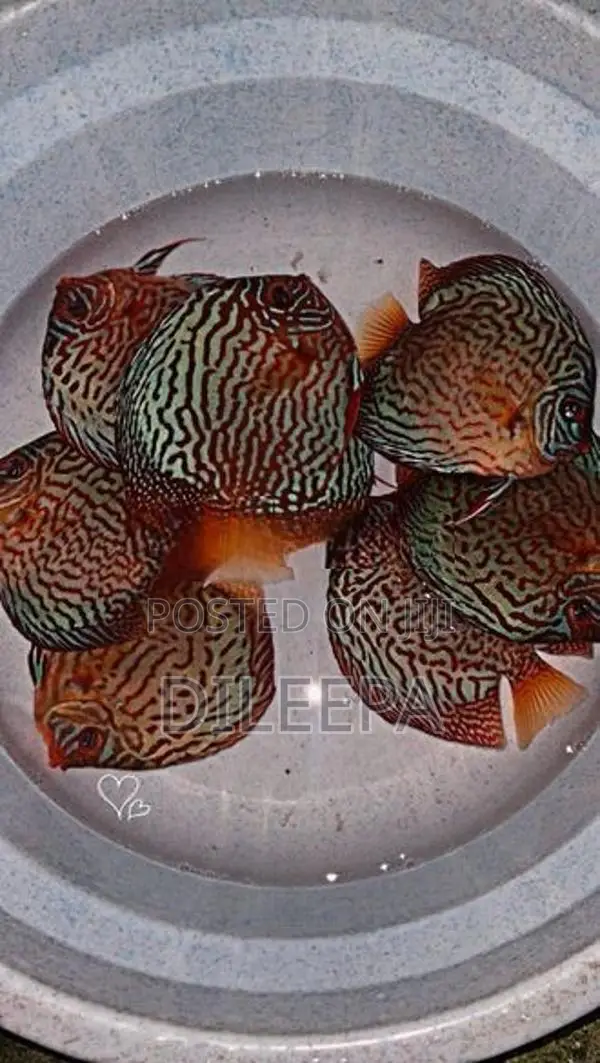 Discus Fish
