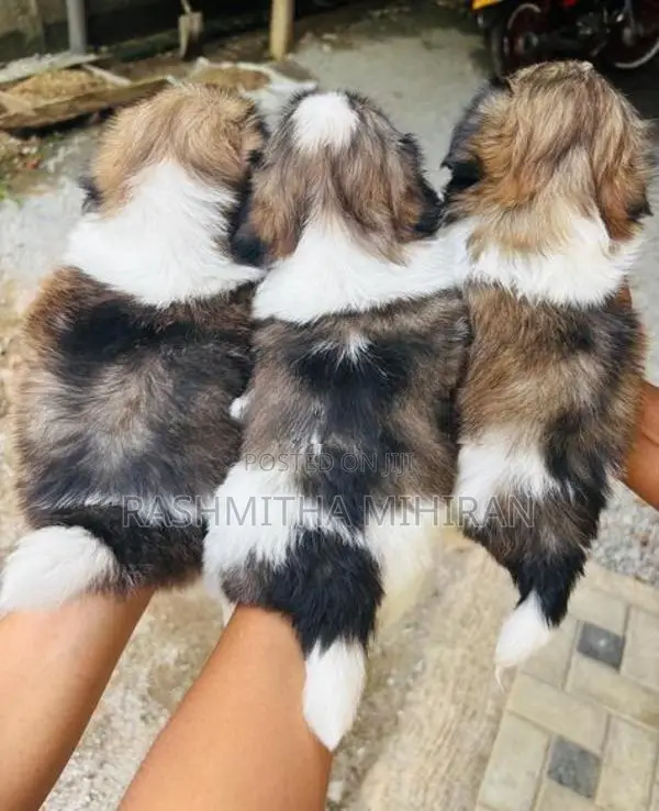 Shih Tzu Puppies