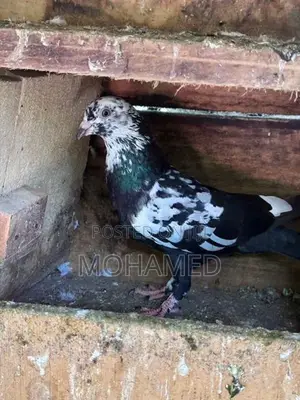 Pigeons