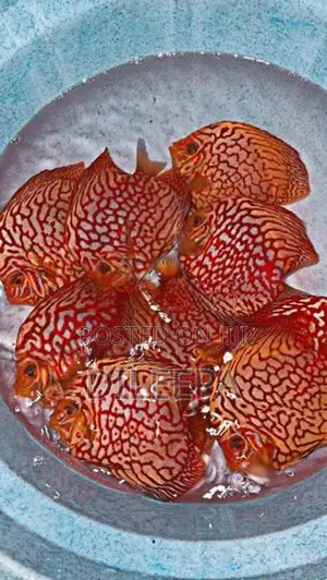 Discus Fish