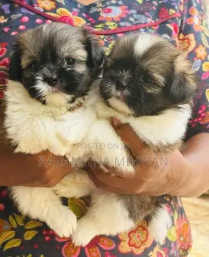 Shih Tzu Puppies