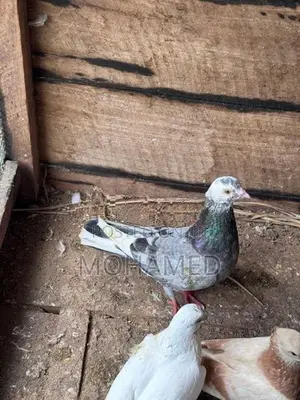 Pigeons