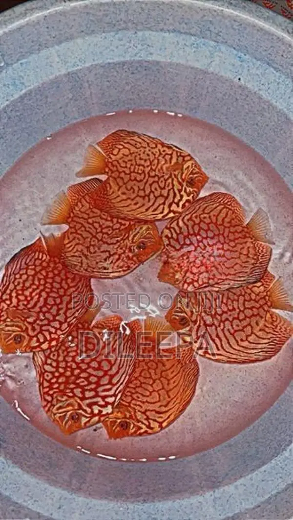 Discus Fish