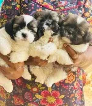 Shih Tzu Puppies