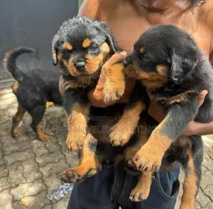Rottweiler Puppies