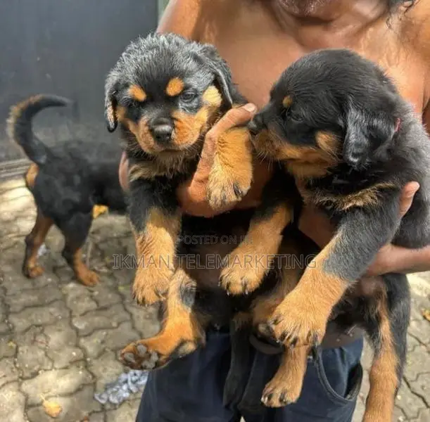 Rottweiler Puppies