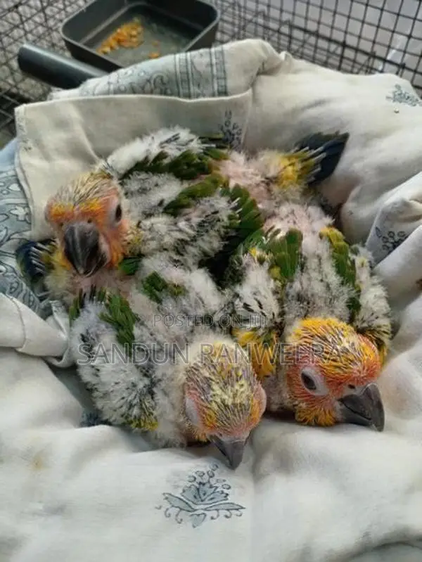 Sun Conure Chicks