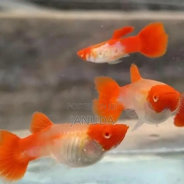 Albino Koi Guppy