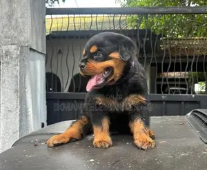 Rottweiler Puppies