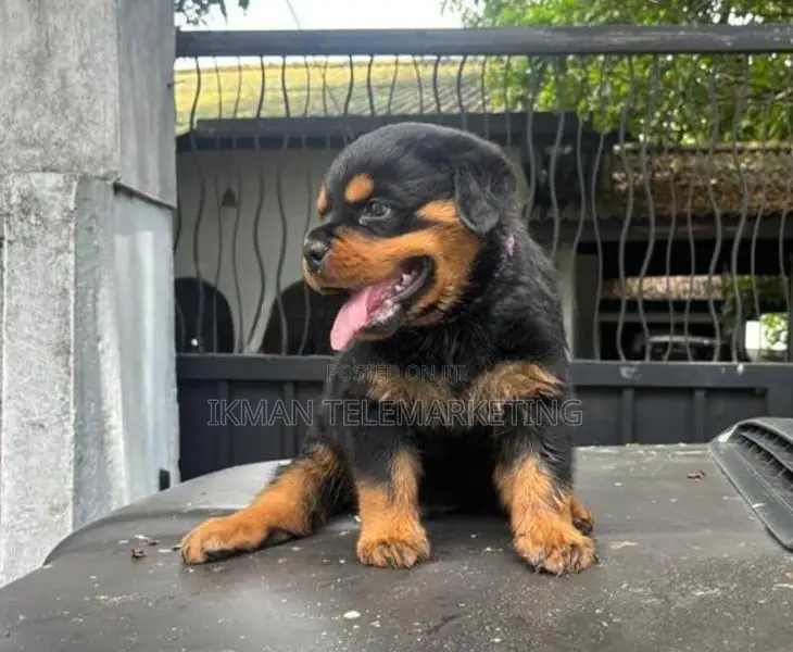 Rottweiler Puppies