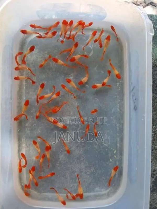 Albino Koi Guppy