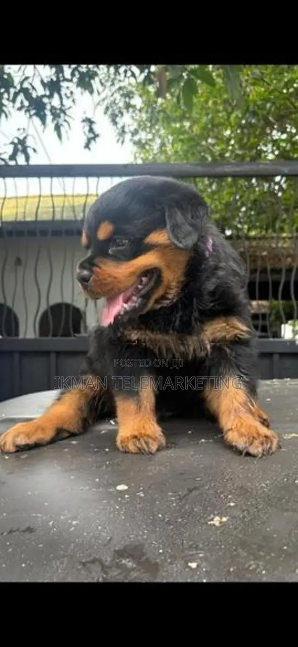 Rottweiler Puppies
