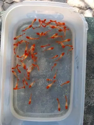 Albino Koi Guppy