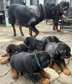 Rottweiler Puppies