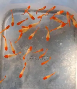 Albino Koi Guppy