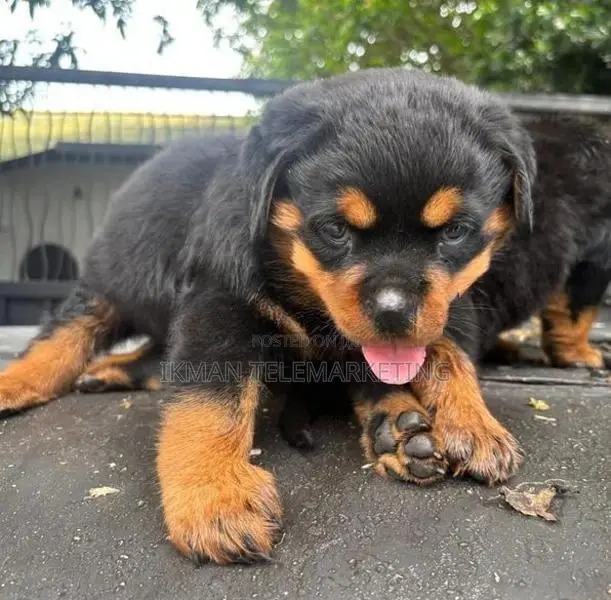 Rottweiler Puppies