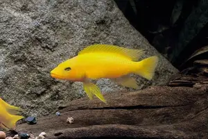 Lemon Leleupi Cichlid Fish