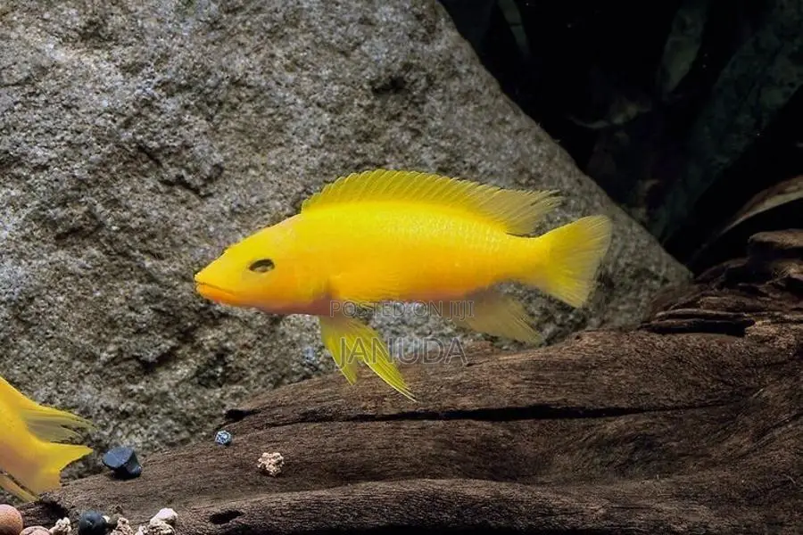 Lemon Leleupi Cichlid Fish