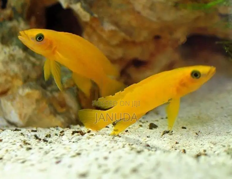 Lemon Leleupi Cichlid Fish