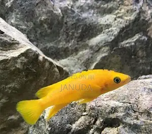 Lemon Leleupi Cichlid Fish