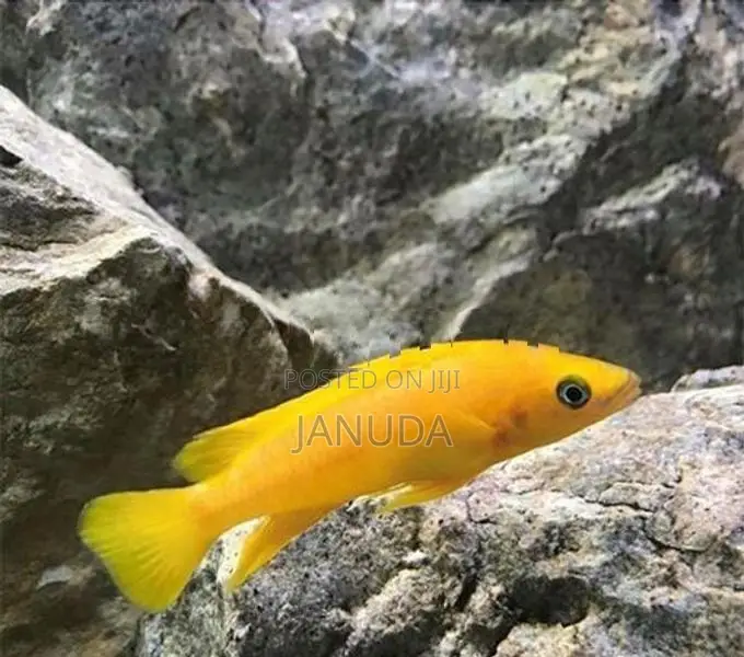 Lemon Leleupi Cichlid Fish