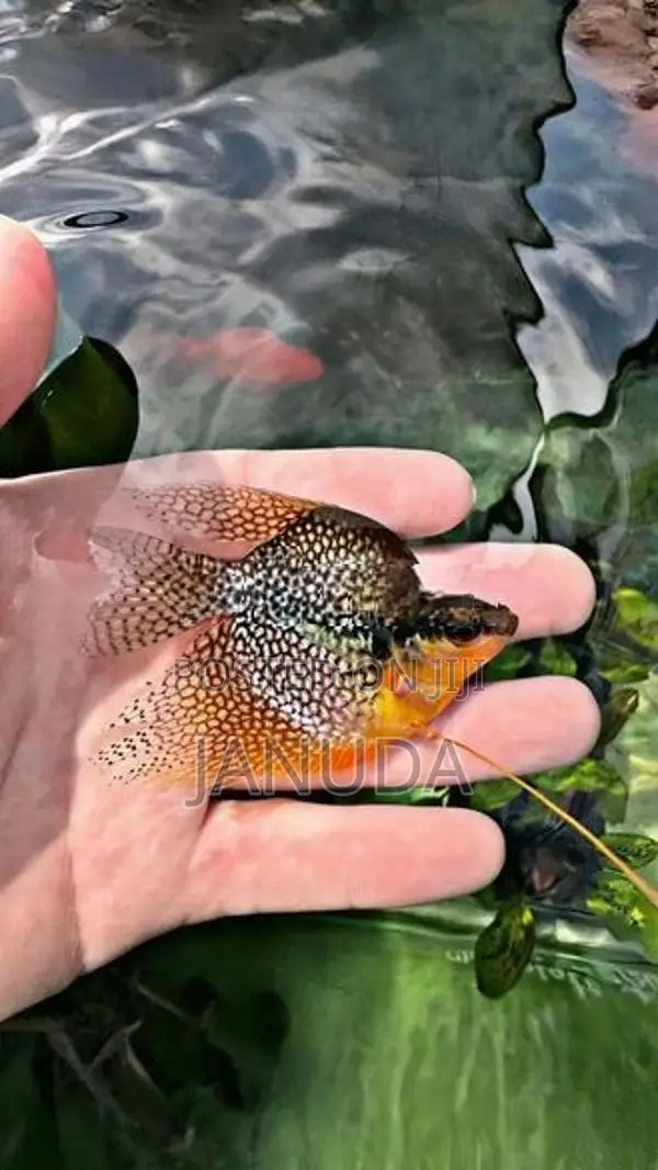 Balloon Pearl Gourami