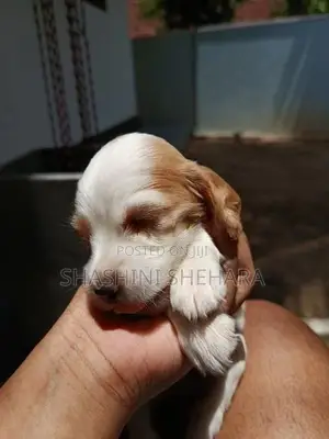 Spaniel Puppies