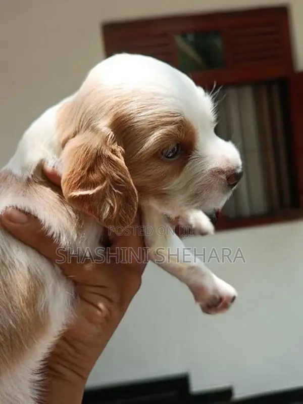 Spaniel Puppies