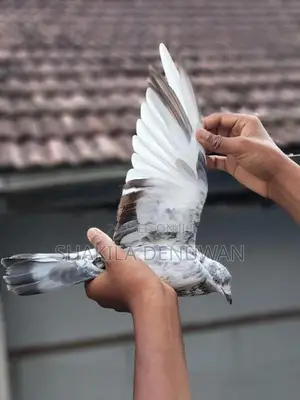 Pigeon