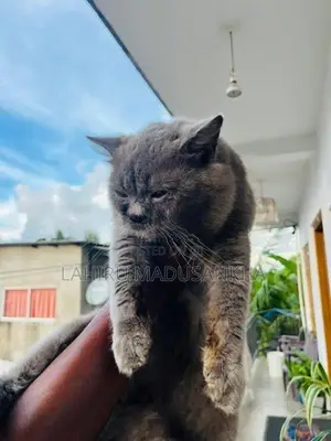 British Shorthair Cat