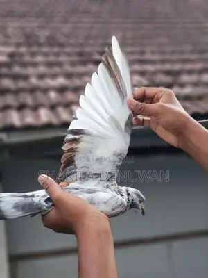 Pigeon