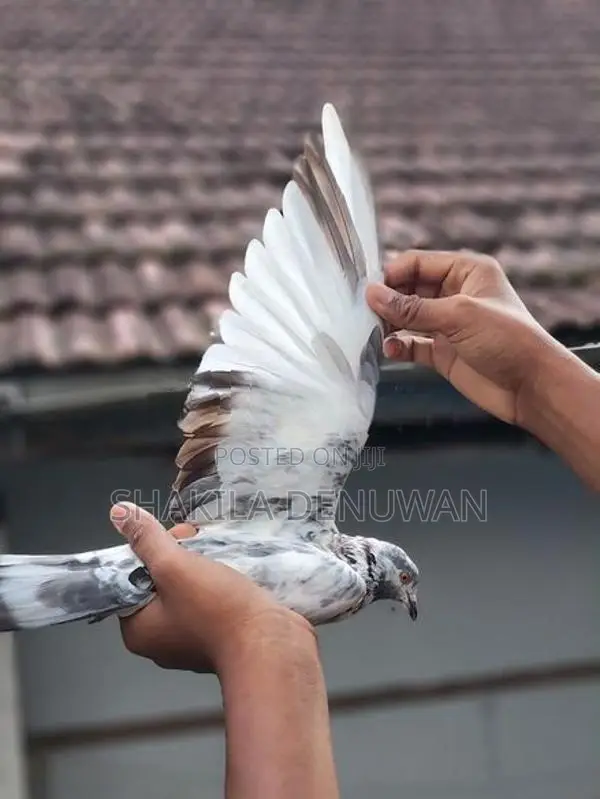 Pigeon