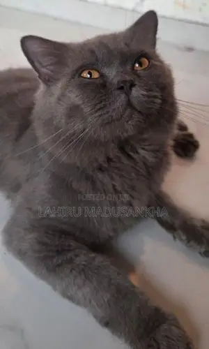 British Shorthair Cat
