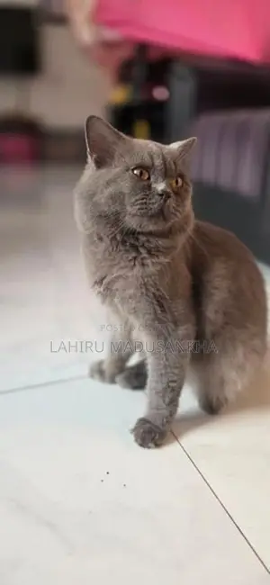 British Shorthair Cat