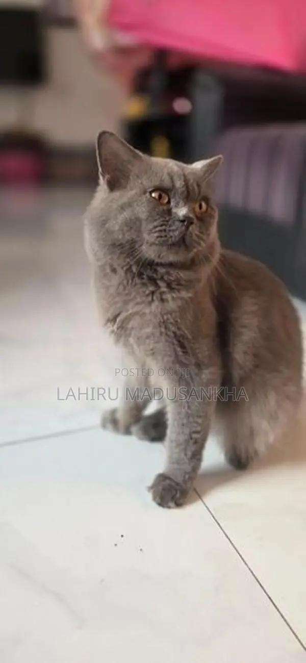British Shorthair Cat