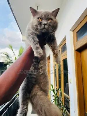 British Shorthair Cat