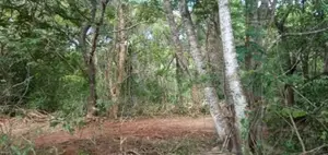 කතරගමින් අක්කරයක් විකිණීම