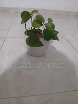 Money Plant