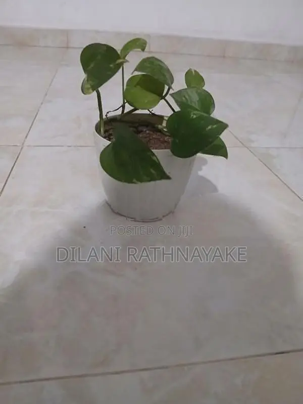 Money Plant