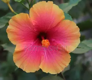 செம்பரத்தை செடிகள்