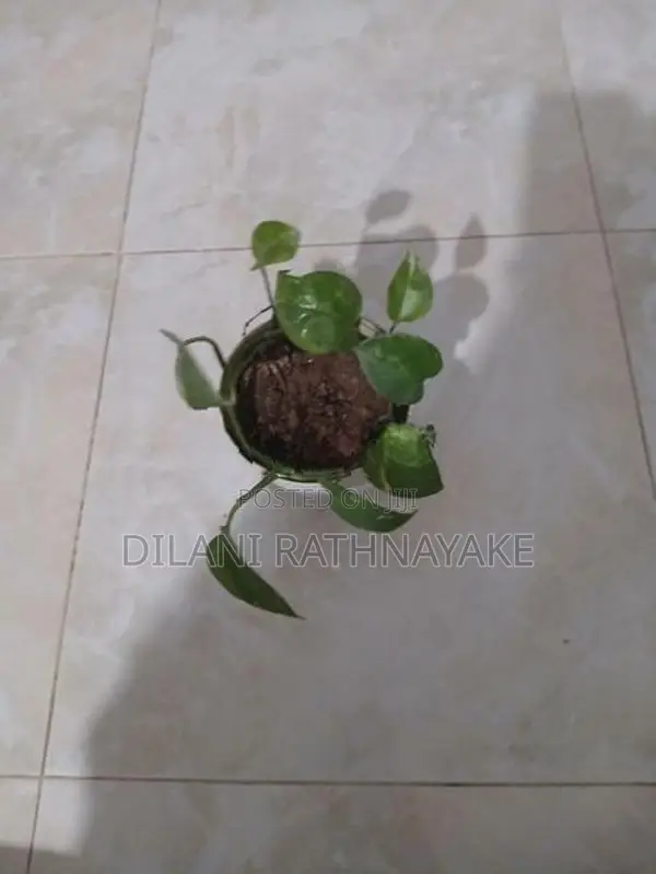Money Plant