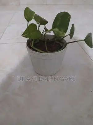 Money Plant