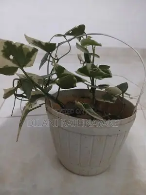 Ivy Plant
